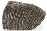Partial Fossil Woolly Mammoth Upper M Molar - Siberia #238756-1